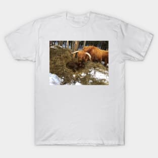 Scottish Highland Cattle Cow and Calf 1724 T-Shirt